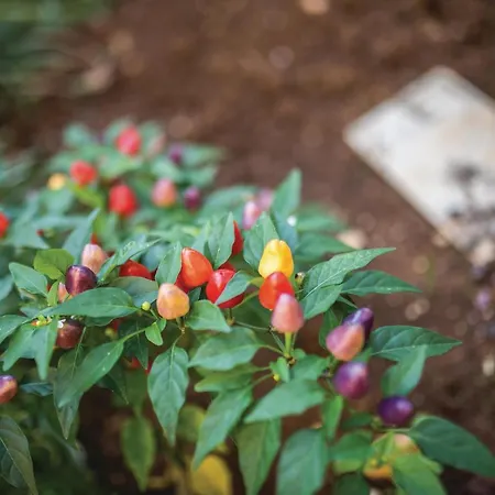 Two-bedroom In Apartamento Rogoznica (Sibenik-Knin)