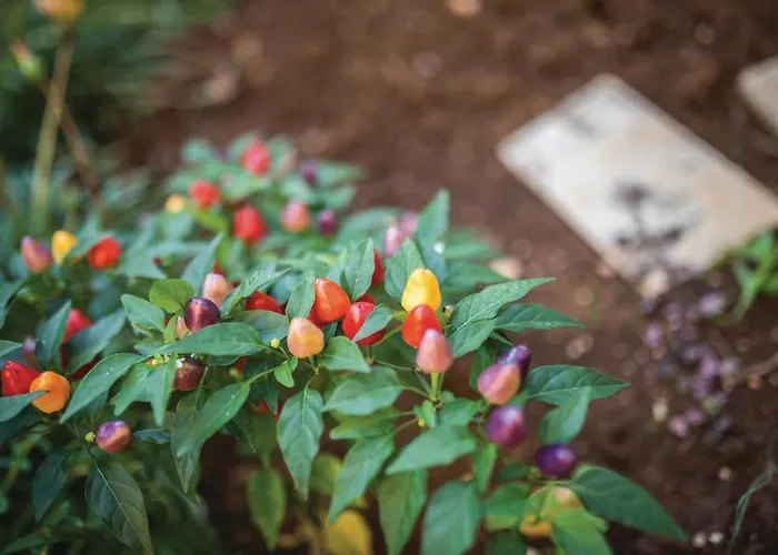 شقة Two-bedroom In